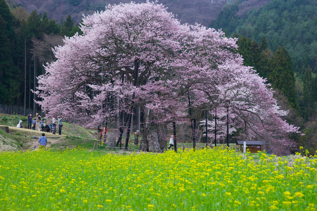 信州高山五大桜