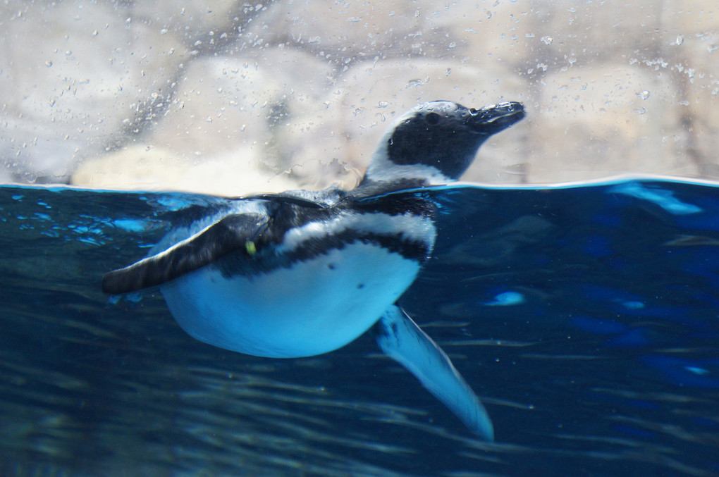 ペンギン泳ぐ！