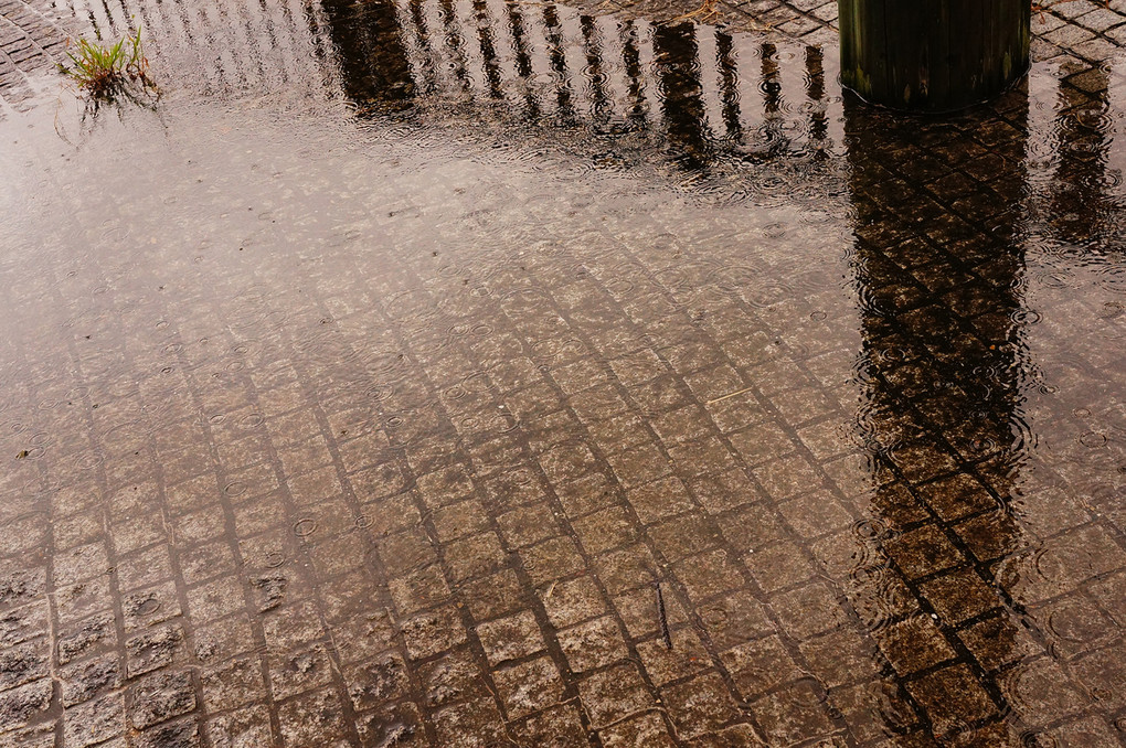 雨の散歩道