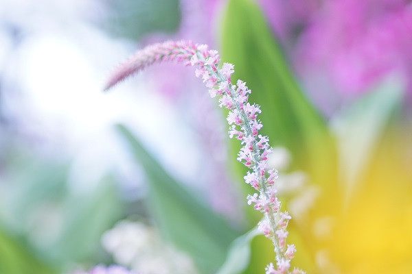 早春の草花展～パートⅡ～