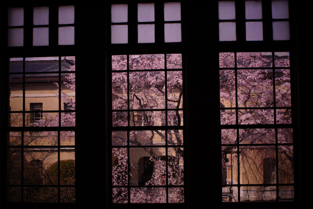 桜観窓