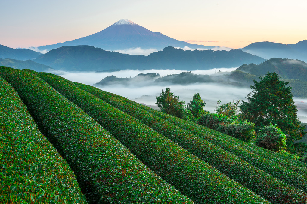 茶畑と雲海