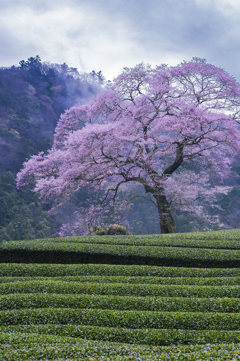 お茶畑と桜