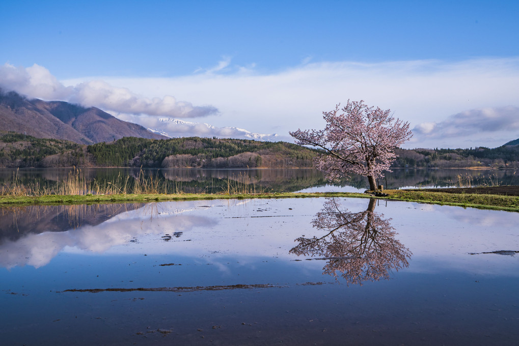青木湖の桜