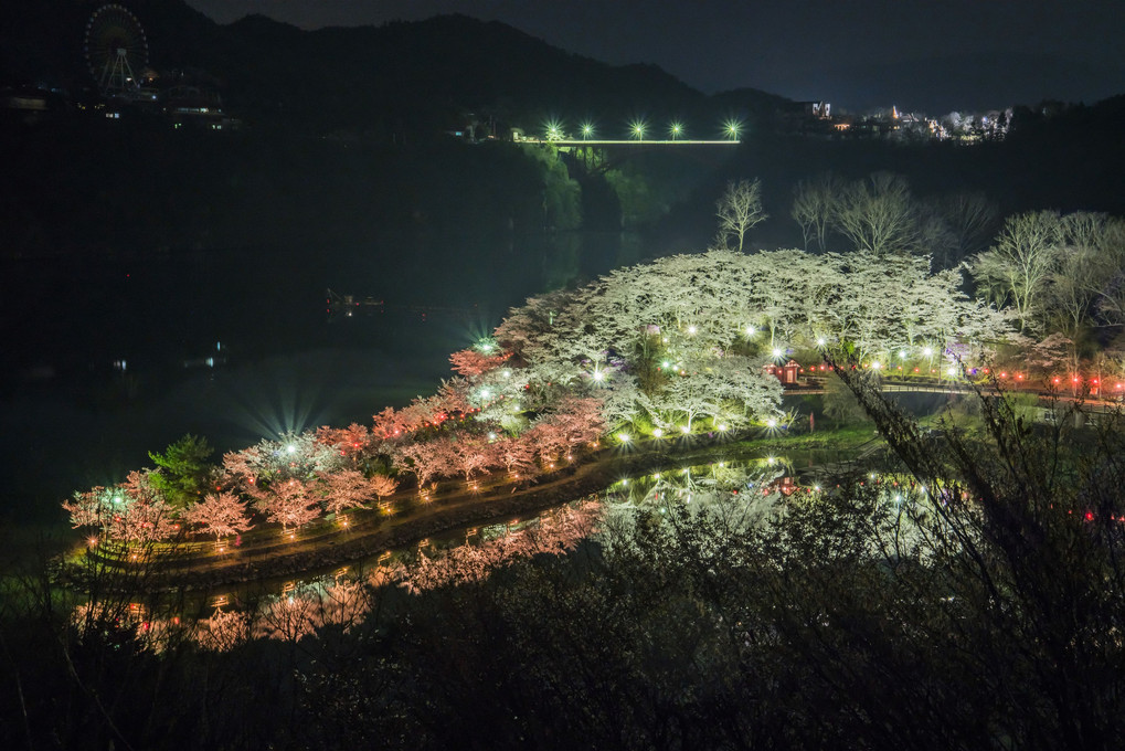 恵那峡の夜桜