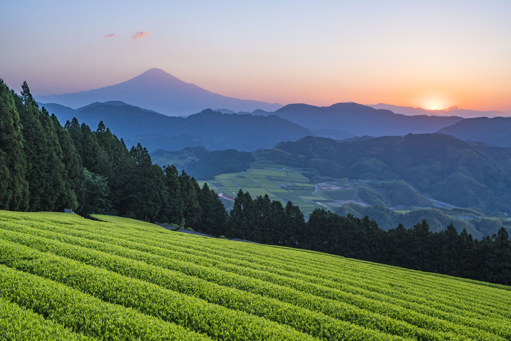 お茶畑の夜明け