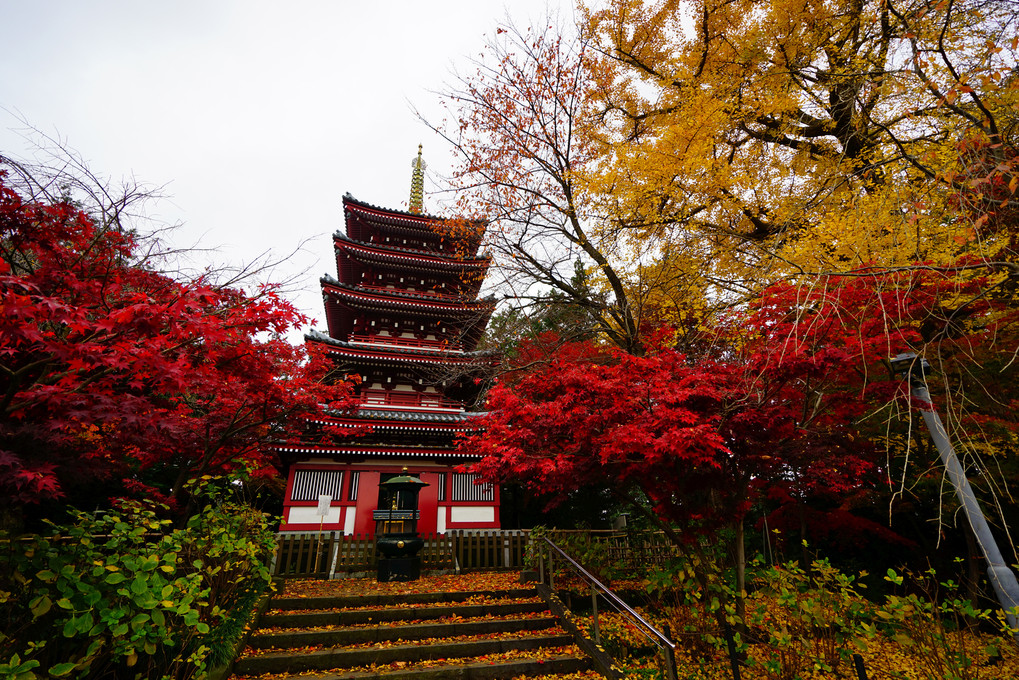 本土寺 五重塔の紅葉