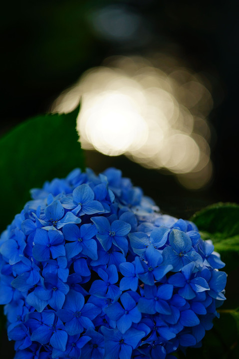 青と光の紫陽花