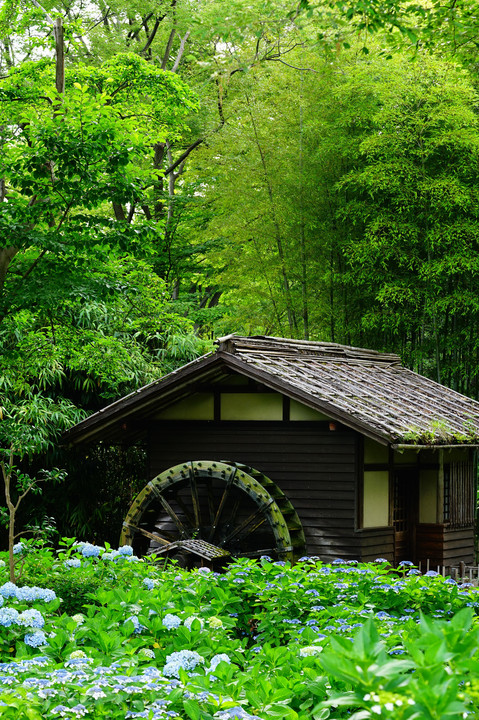 水車小屋と紫陽花②