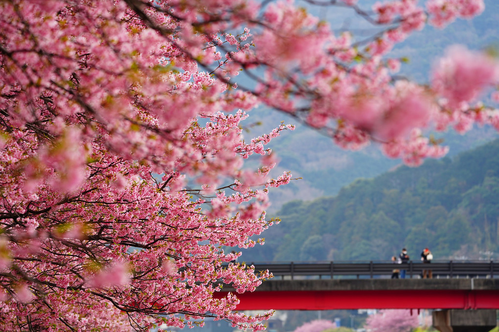 河津桜。いつもの橋付近。
