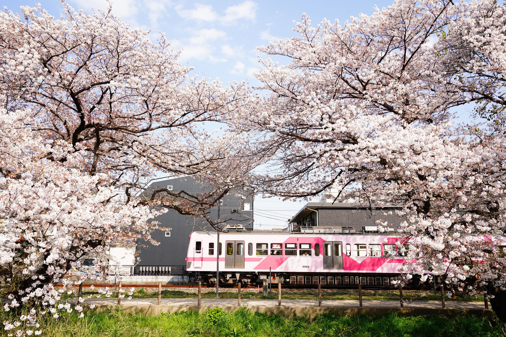 流山電鉄、桜の頃。