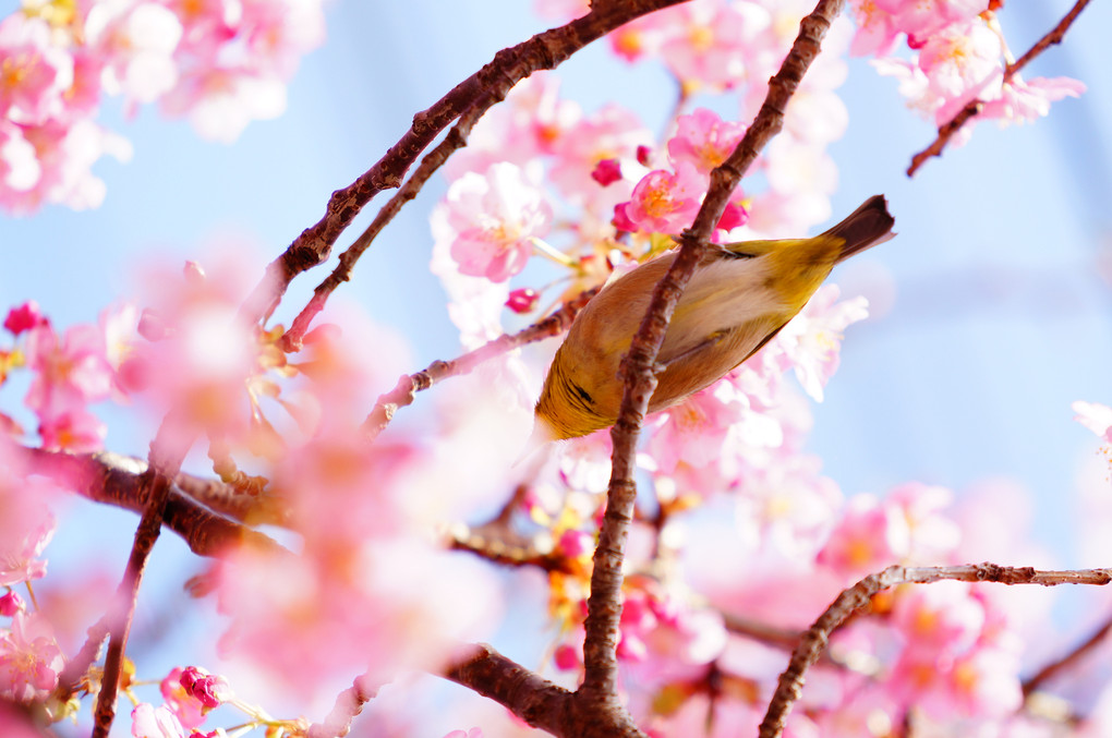 河津の桜 ①
