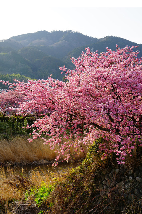 河津の桜 ②