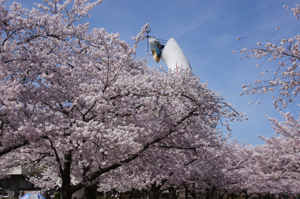 20150404 万博公園の桜