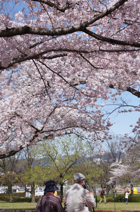 20150404 万博公園の桜
