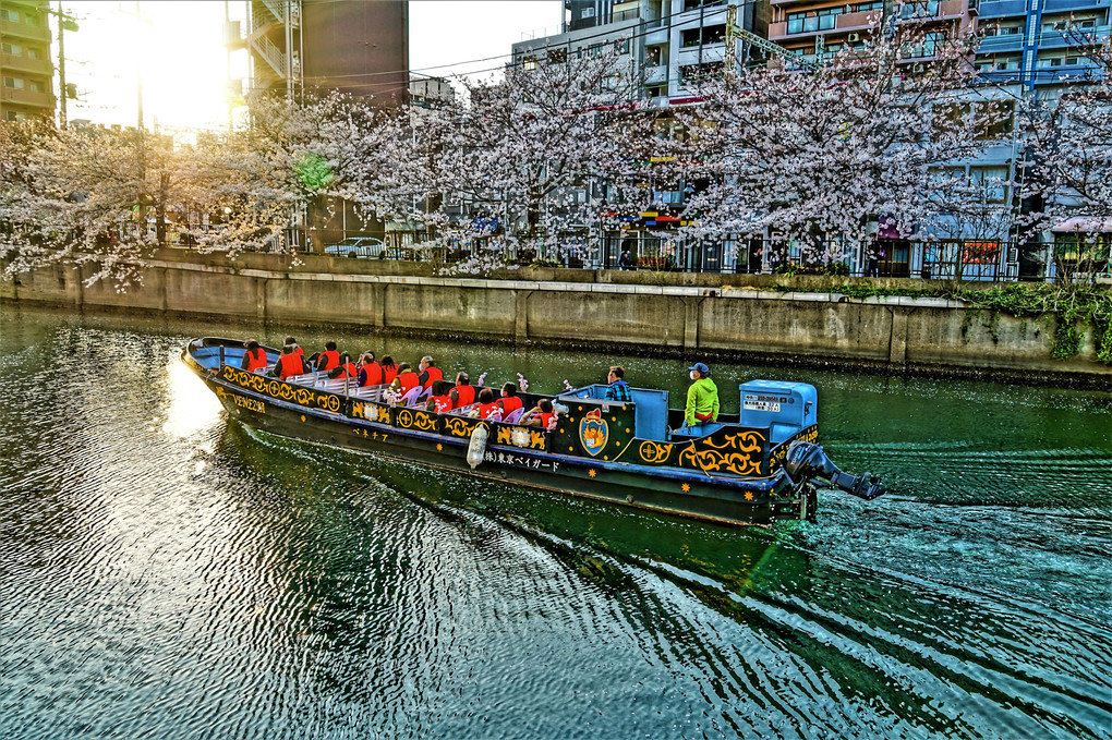桜と船と波紋
