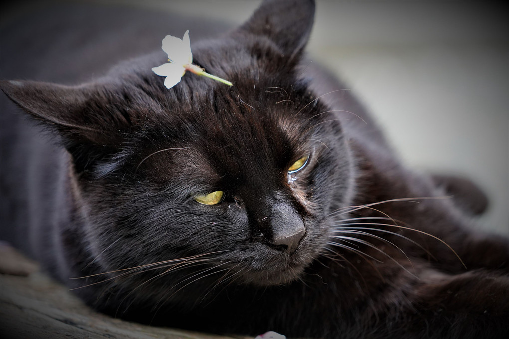 黒猫に桜