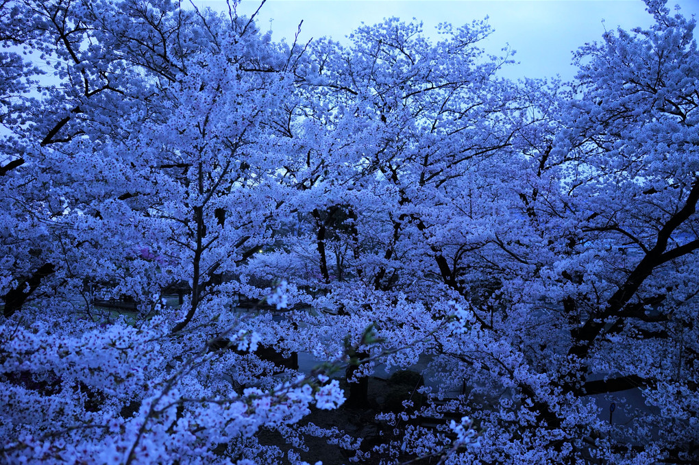 夜明けの桜　６