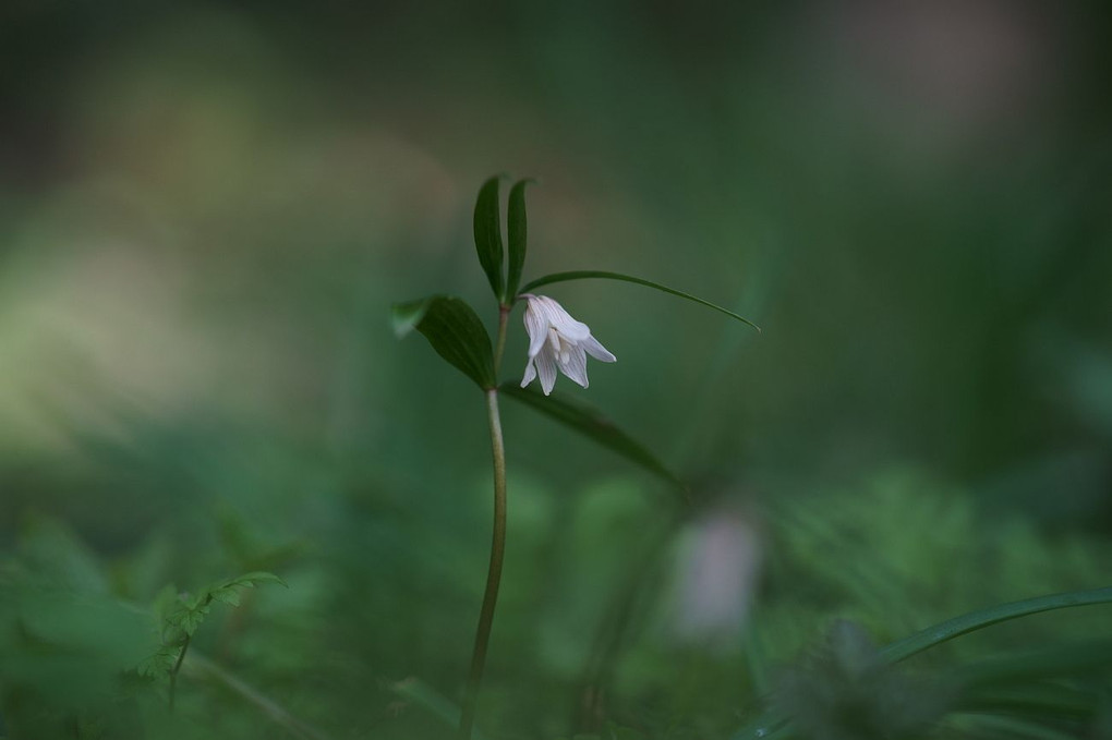 小さな花景・・！