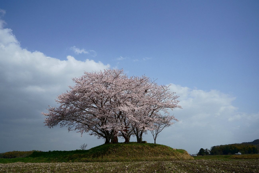 村の見守り桜・・！