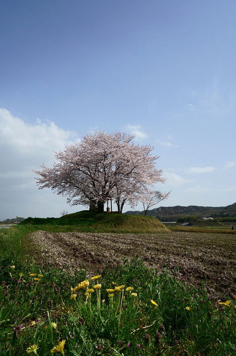 村の見守り桜・・！