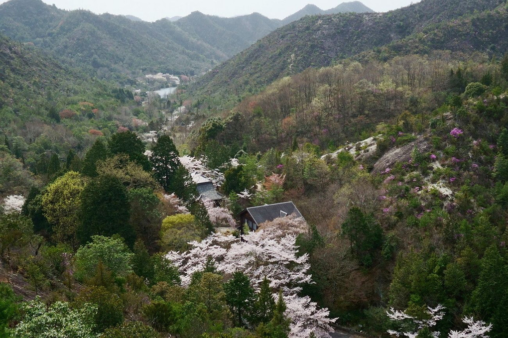 桜風景・・！