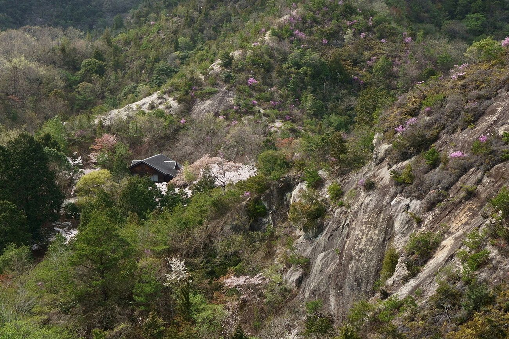 桜風景・・！