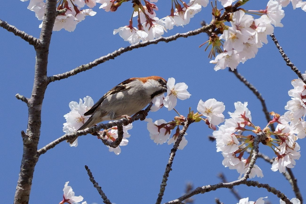 春を味わう♪