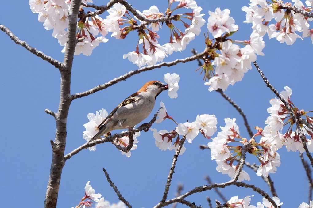 春を味わう♪