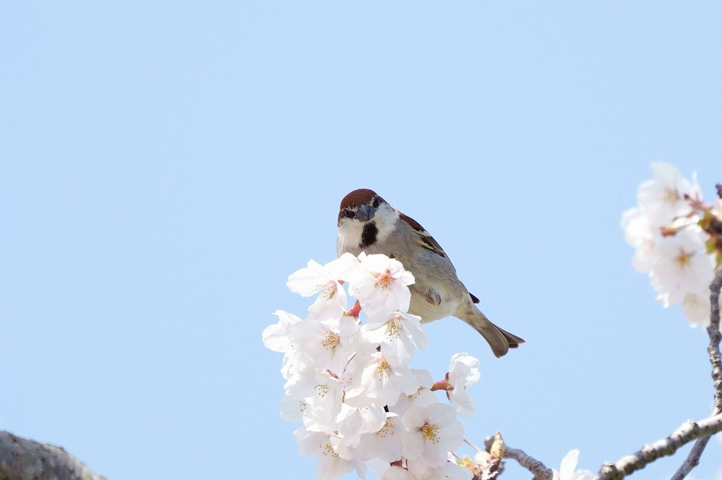 春を味わう♪