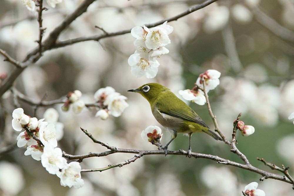 春だ・・・！