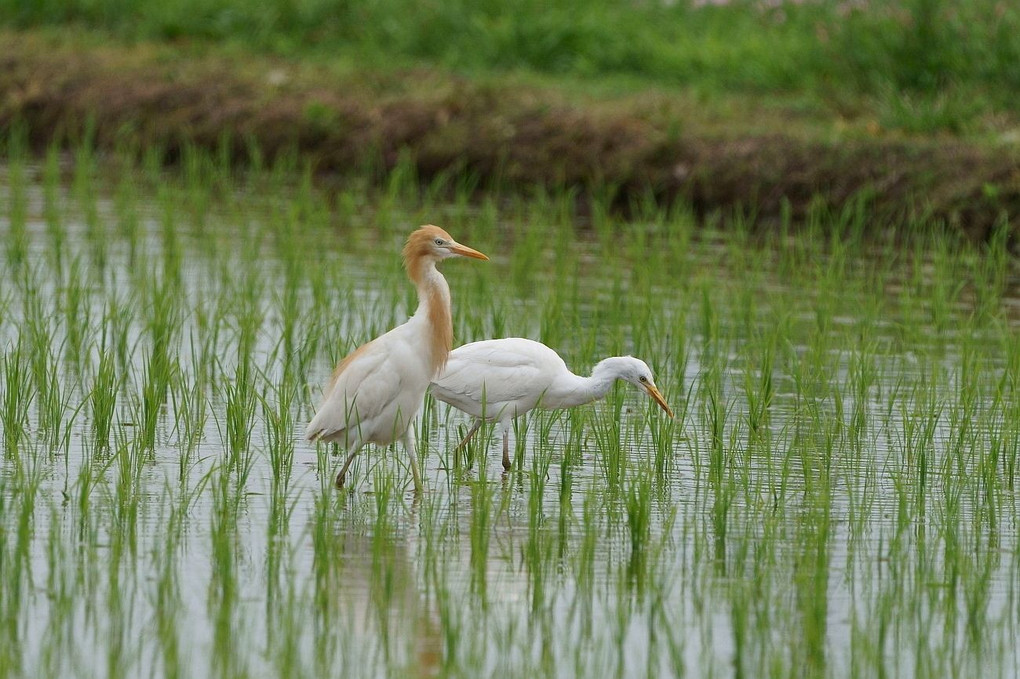 アマサギ風景