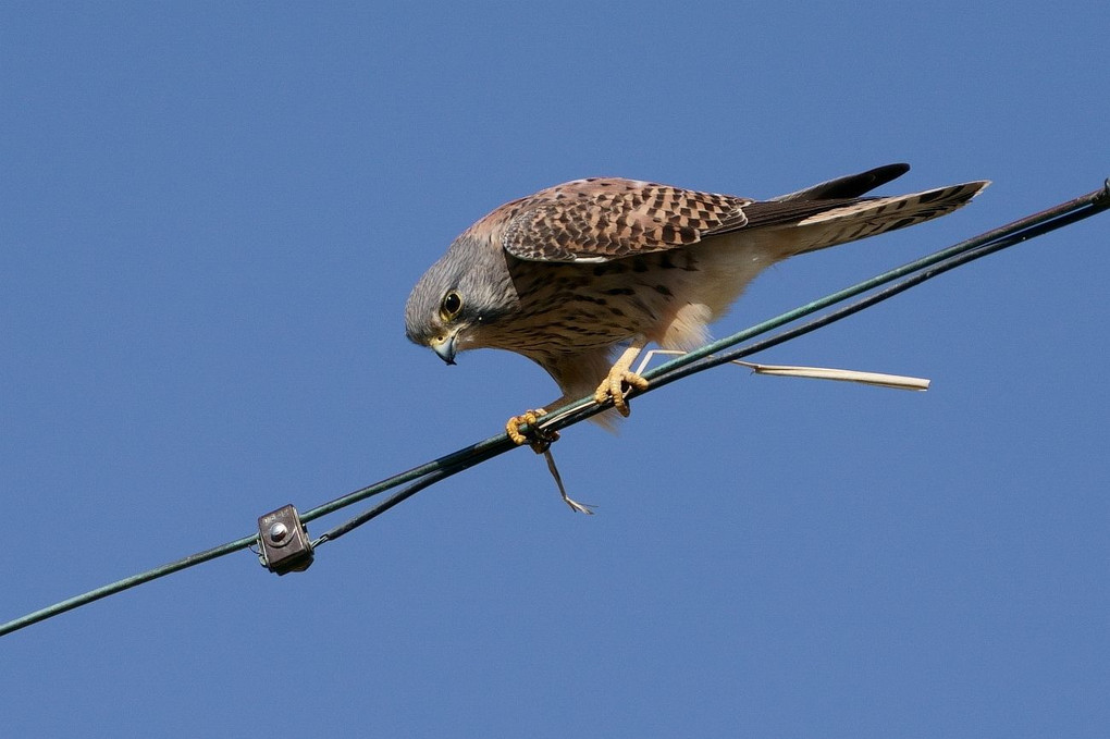 電線チョウゲンボウ