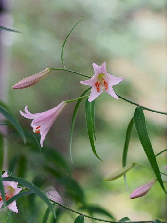 旬の花