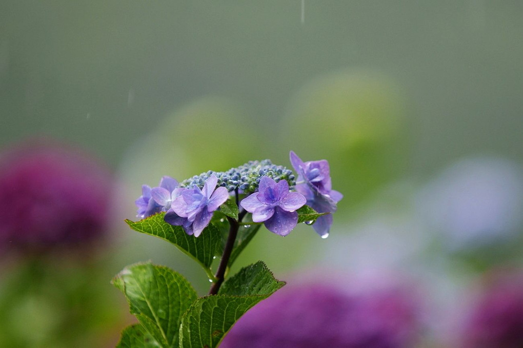 雨の似合う花