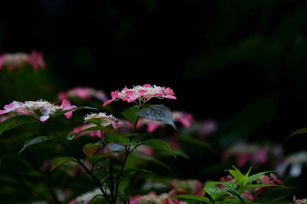 雨の似合う花