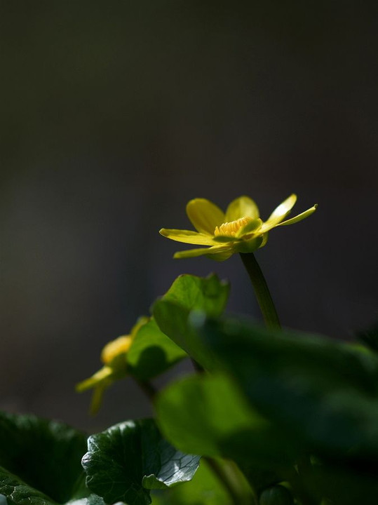 春の花