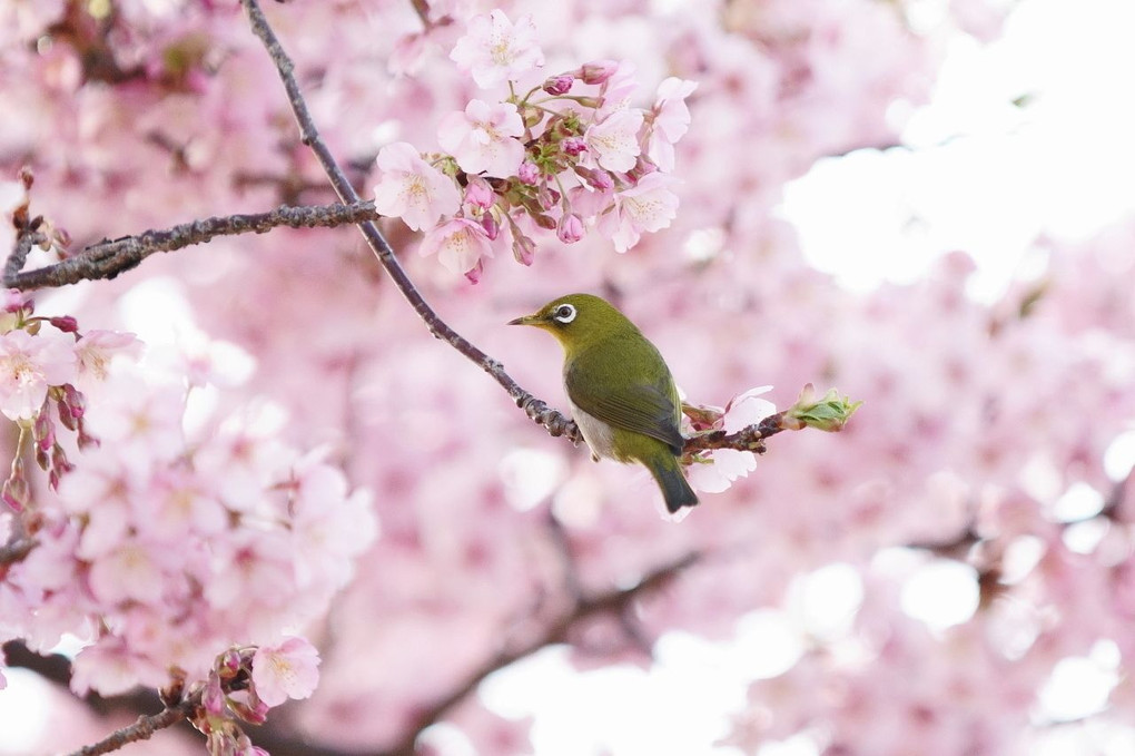 春を味わう・・♪