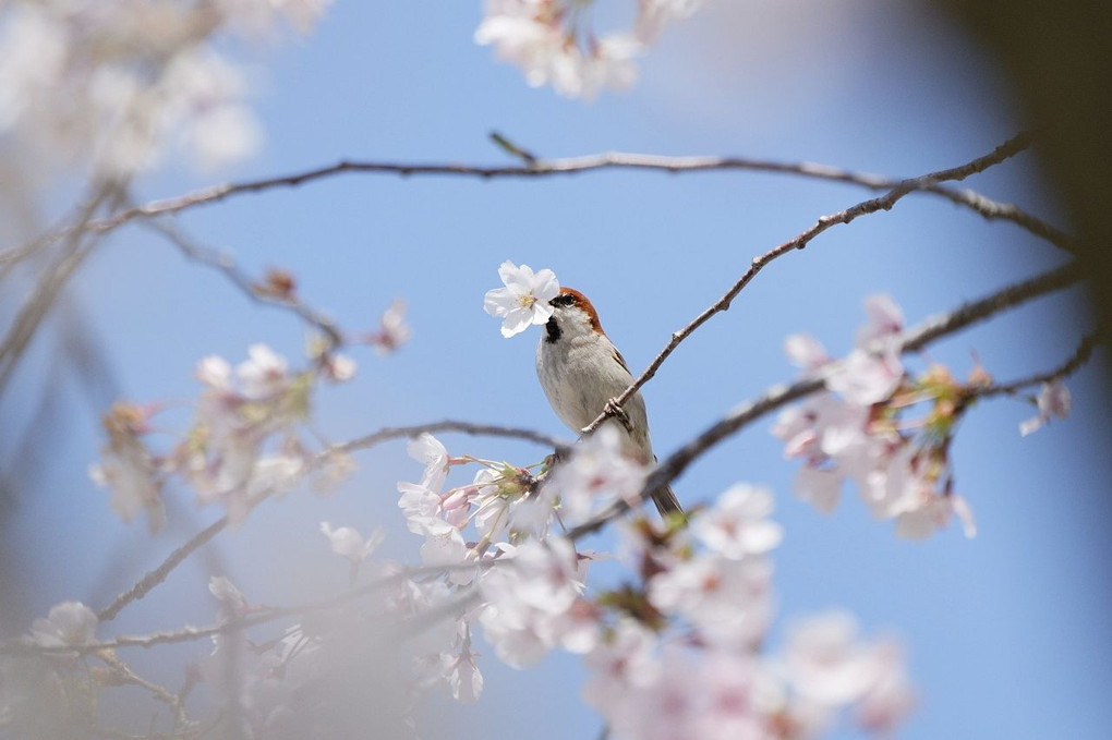 春を味わう・・♪