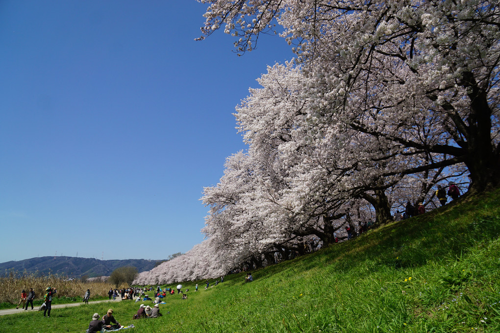 背割り堤の桜