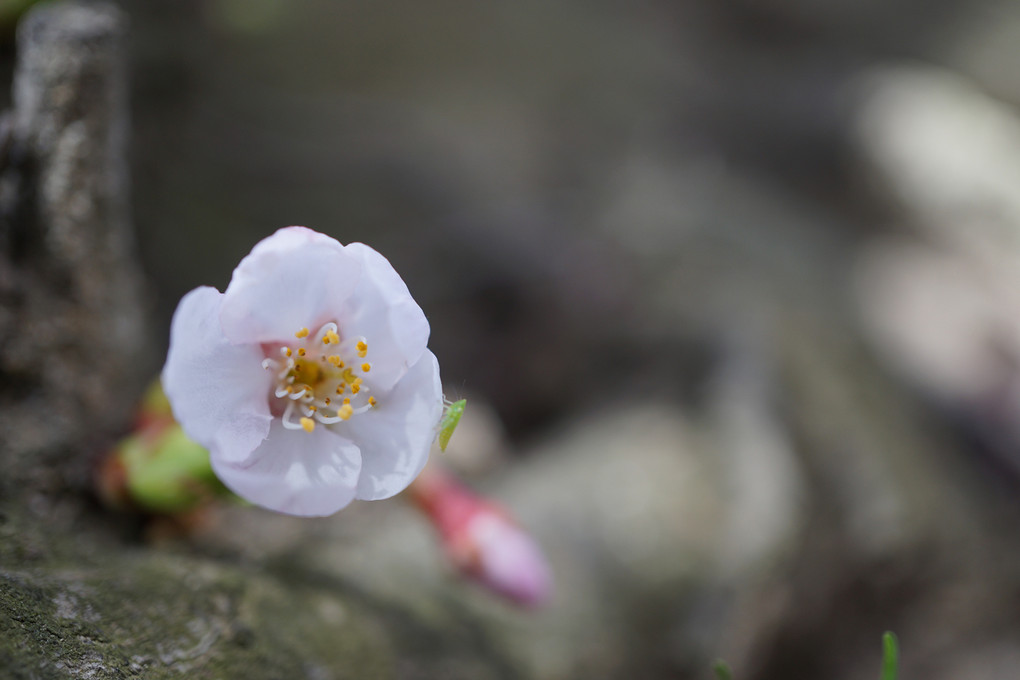 背割り堤の桜