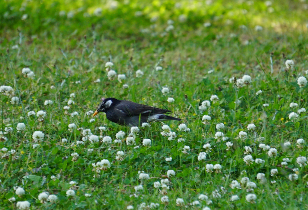 京都御所の鳥たち