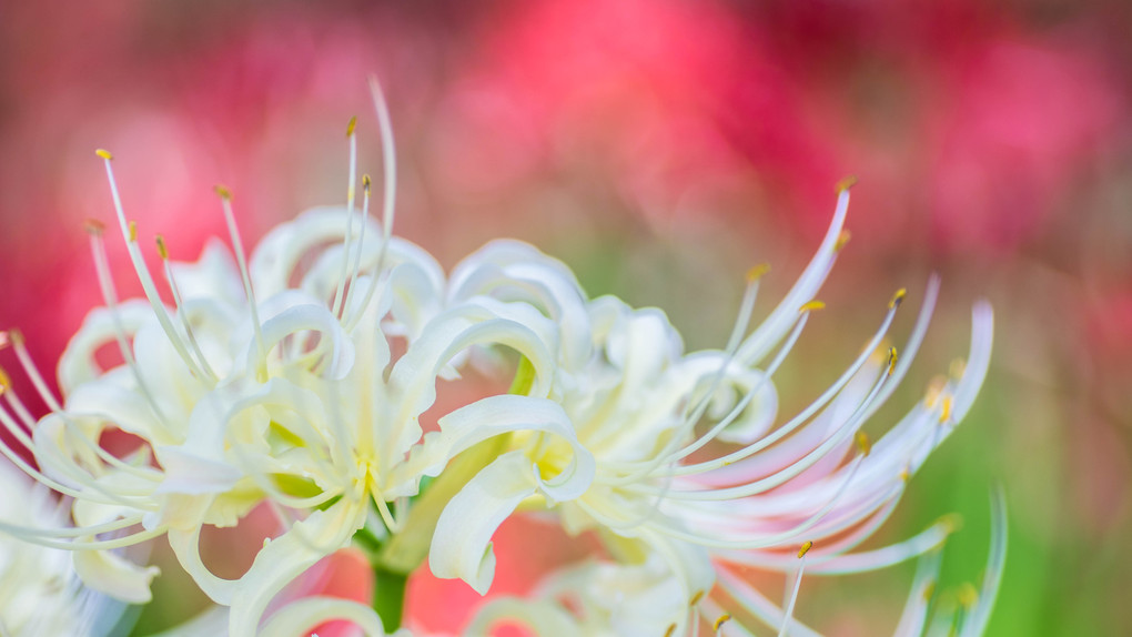 White spider lily