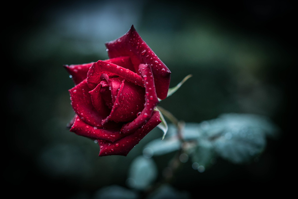 Rose of  Tears