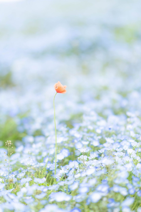 Nemophila2018