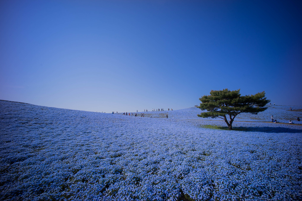 『青の丘』