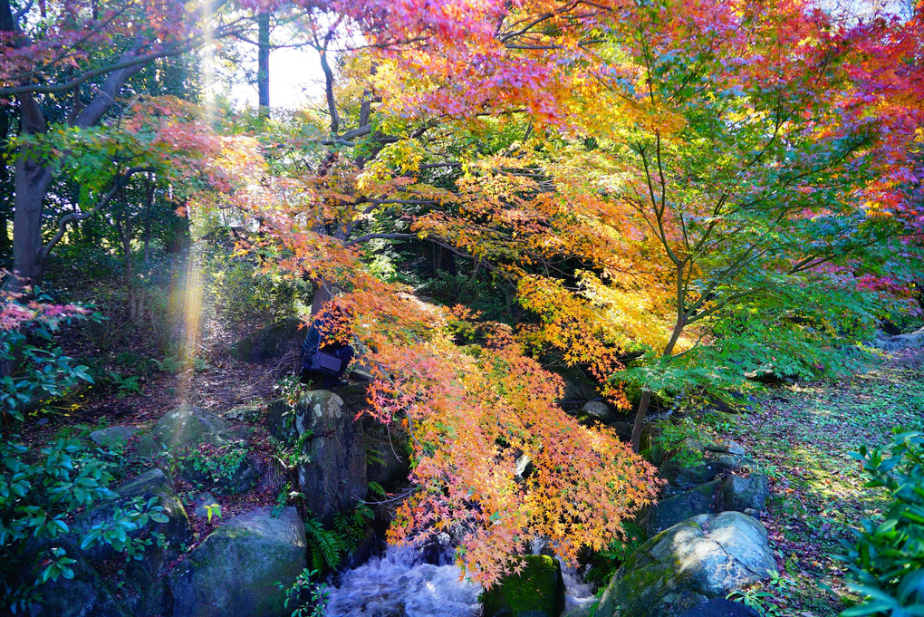 郷土の森