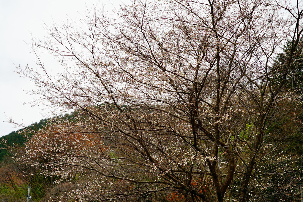 付知峡　四季桜