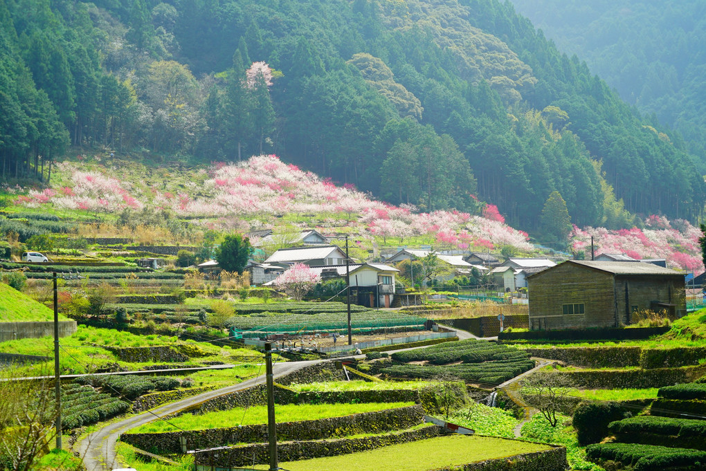 高知県上久喜の『花桃の郷』 