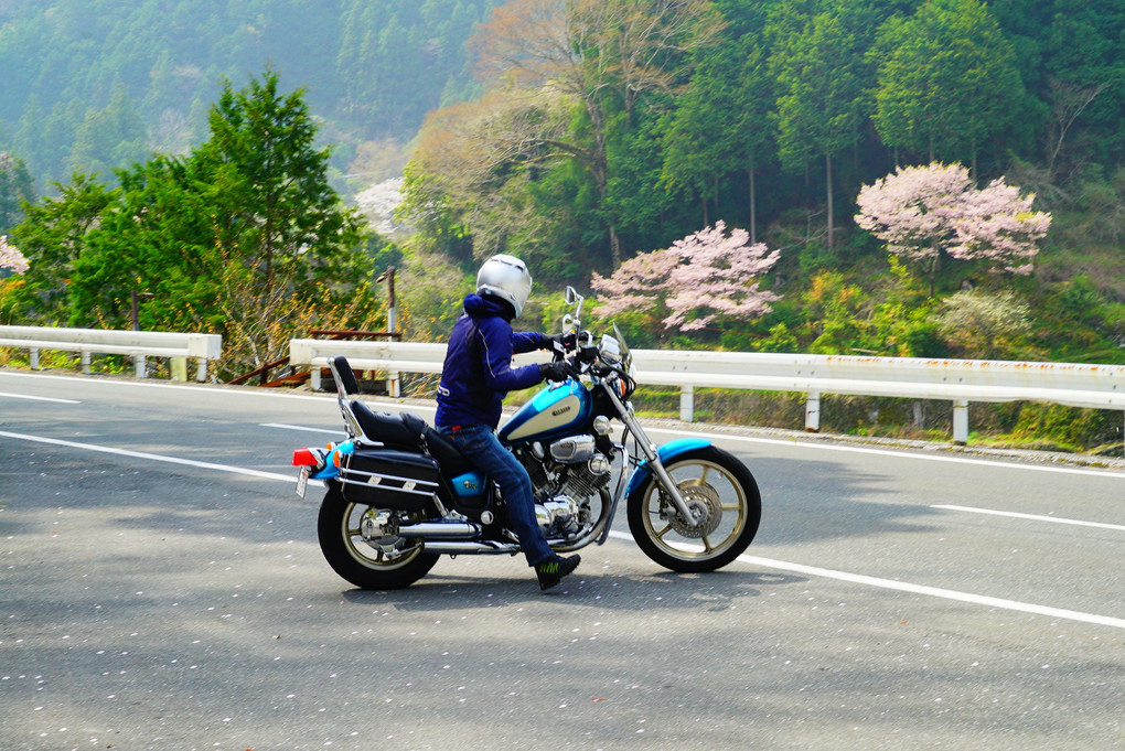 アルバトロスのマスターとOちゃんと3人でバイクツーリングで高知の花桃の里巡り